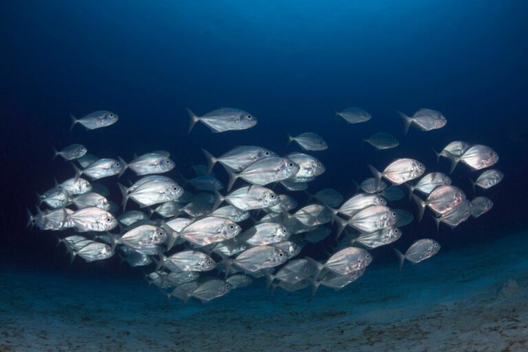 Косяк рыб слаженно плывет благодаря случайным коммуникациям отдельных рыб /© MILOS PRELEVIC ON UNSPLASH