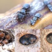 Разнообразие форм головы позволяет черепаховым древесным муравьям лучше приспосабливаться к обстановке