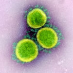 Антитело к старому коронавирусу заблокировало проникновение SARS-CoV-2 в клетку