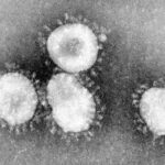 Ученые рассказали о потенциальных мишенях иммунного ответа на коронавирус