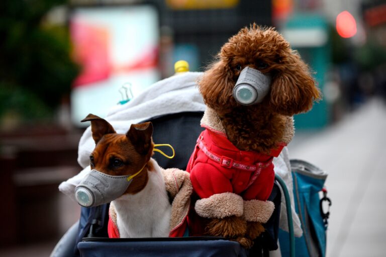 Собаки в защитных масках, Шанхай, февраль 2020 года / © AFP via Getty Images