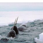 Ученые выяснили, для чего «арктическому единорогу» нужен рог