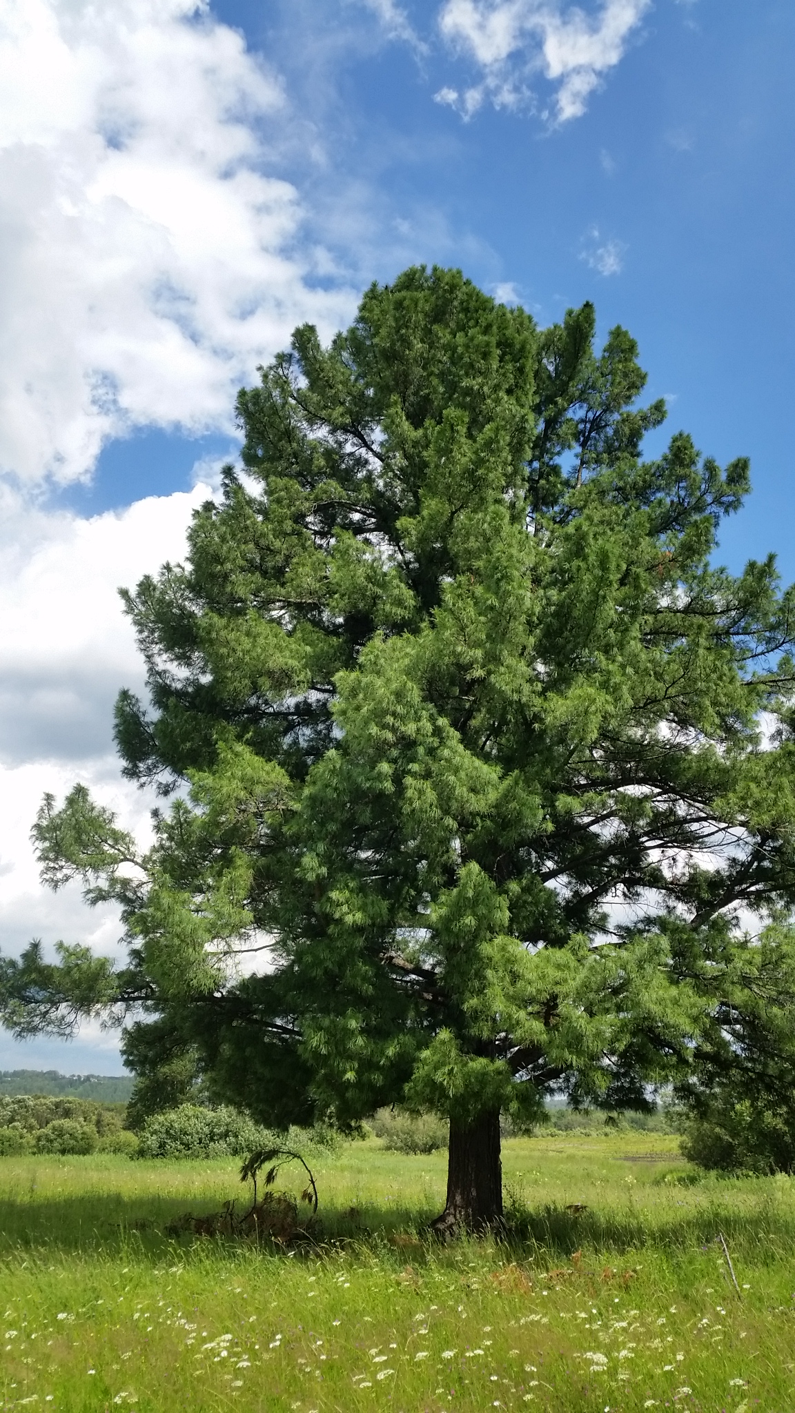 Сосной сибирской (Pinus sibirica)