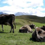Новая кормовая добавка на четверть снизила выбросы метана крупным рогатым скотом