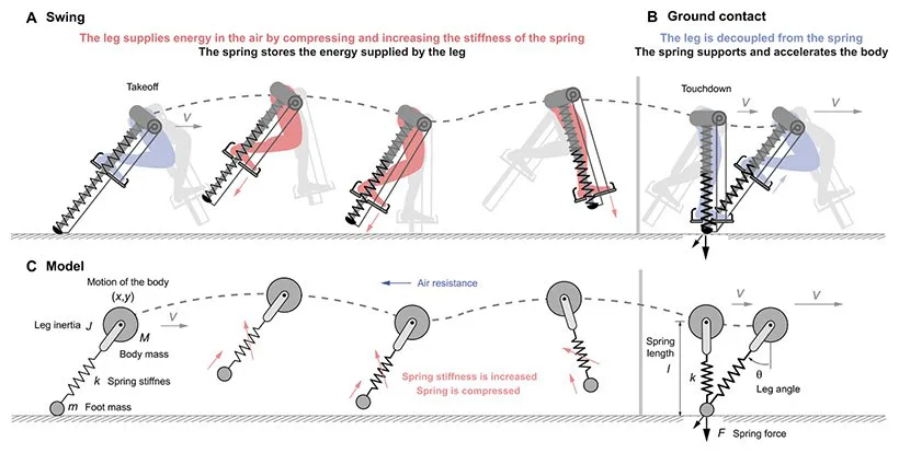 Иллюстрация принципа работы устройства / Sutrisno & Braun, Science Advances, 2020