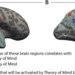 В детском мозге обнаружили две системы для представления суждений других людей