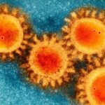 Исследователи подтвердили, что пандемия коронавируса имеет естественные причины
