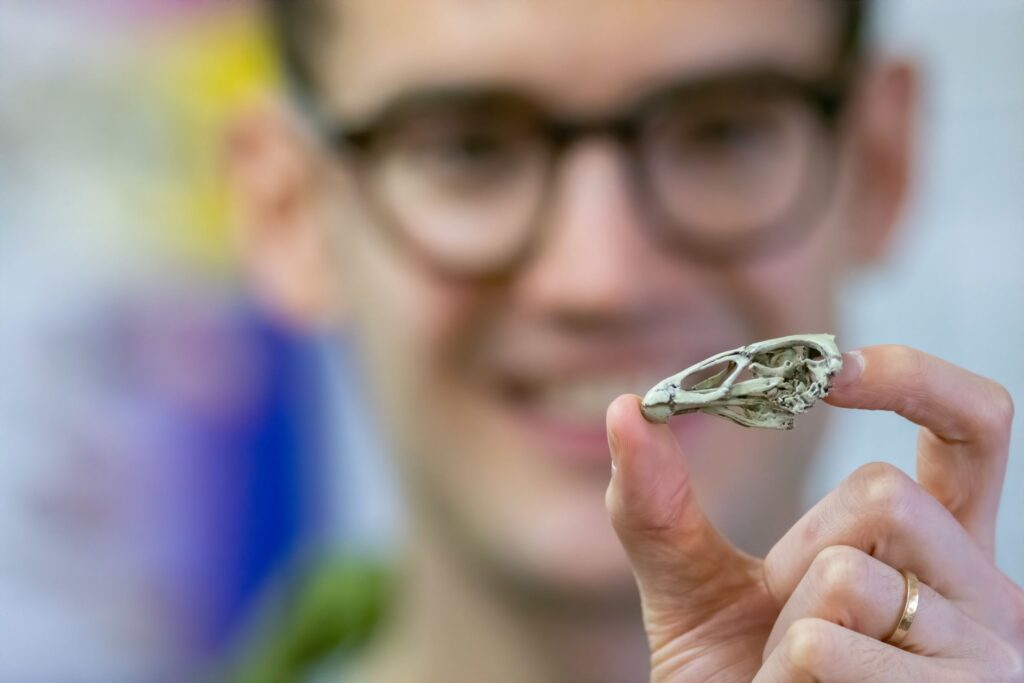 Точная копия черепа Asteriornis maastrichtensis, распечатанная на 3D-принтере