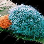 Ученые объяснили, как раковые клетки уходят от иммунного ответа после радиационного облучения
