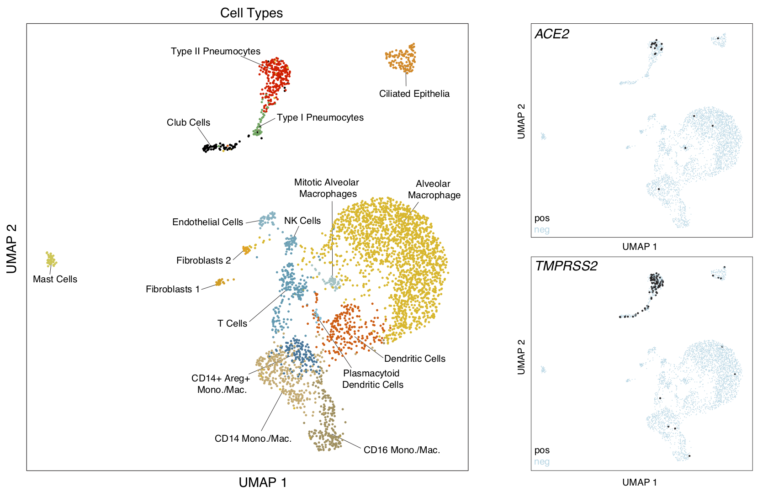 Распределение типов клеток легких и подвздошной кишки низших приматов, которые рассматривались в качестве возможных мишеней для проникновения коронавируса. Справа показано место среди этих клеток тех, которые экспрессируют ACE2 и TMPRSS2 соответственно / © Shalek Lab