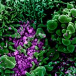 Ученые уточнили сроки выживаемости коронавируса на поверхности банкнот, одежды и медицинских масок