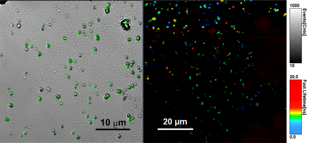  Светоизлучающий композитный материал на основе нанокристаллов перовскита под микроскопом / ©ChemNanoMat