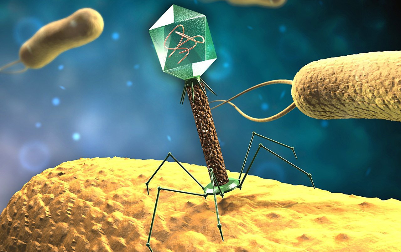 Показано, как белок-универсал помогает бактериофагам обезоруживать свою жертву