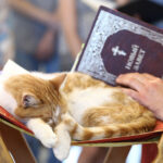 Религиозные люди оказались менее склонны заводить домашних животных — особенно кошек
