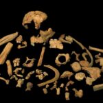 Антропологи изучили кандидатов на роль последнего общего предка сапиенсов и неандертальцев