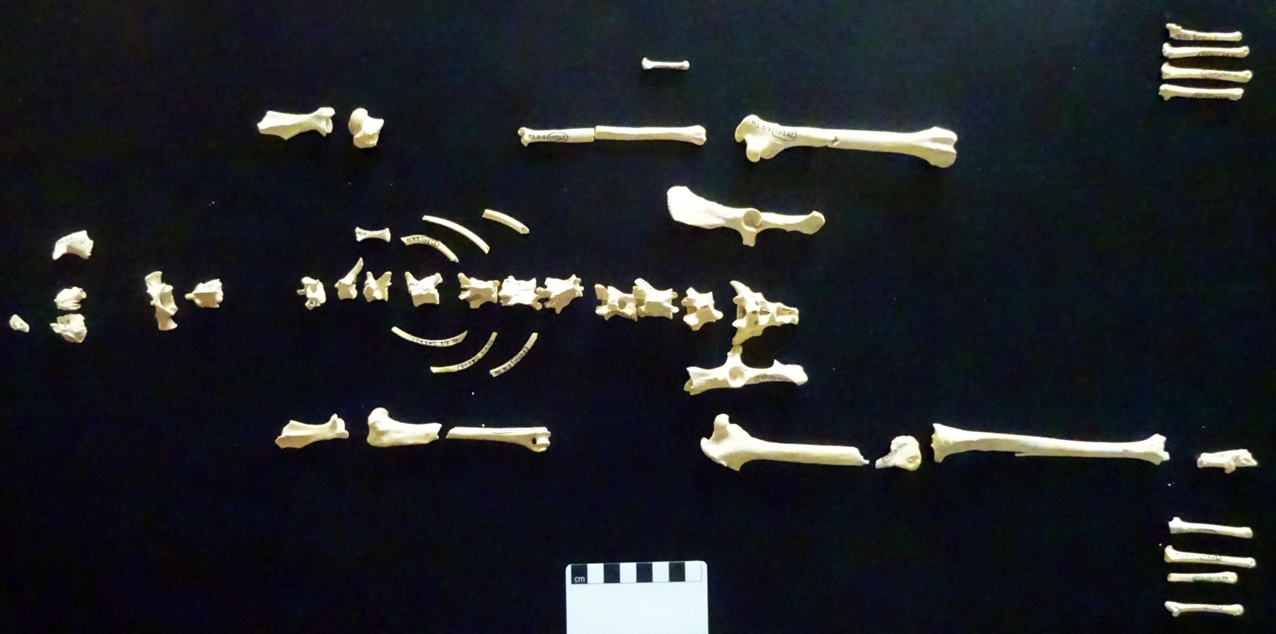 Неполный скелет кролика, найденный в древнем захоронении в британском Хэмпшире