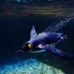Ученые обнаружили, что пингвины продолжают перекрикиваться и под водой
