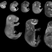 эмбрион мыши