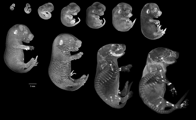 эмбрион мыши
