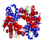 Трехмерная структура молекулы гемоглобина