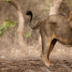 Выяснилось, что геномное разнообразие индийских львов критически истощено