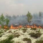 Проведен анализ природных пожаров в лесотундре Западной Сибири