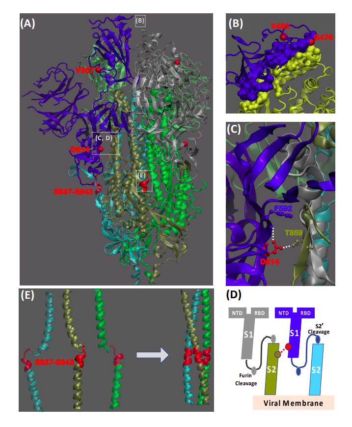 Сайты мутации S-протеина вируса SARS-CoV-2 / © Montefiori, Kerber et al., Sheffield COVID-19 Genomics Group, 2020