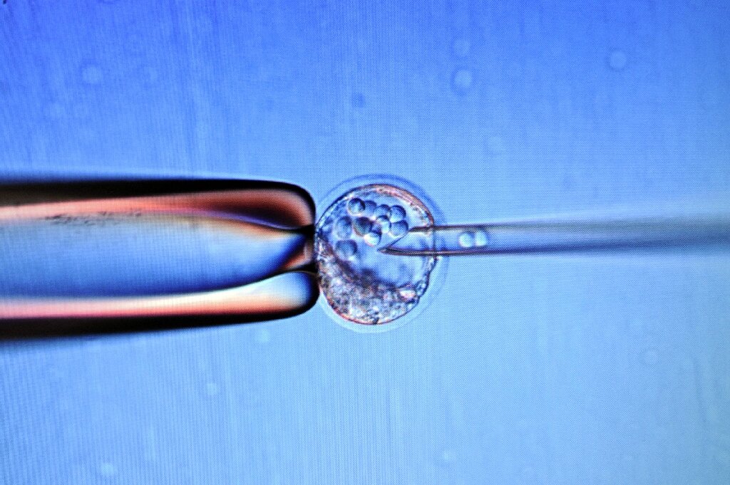 Эмбриональная стволовая клетка