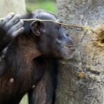 Ловля термитов показала широту культурного разнообразия шимпанзе
