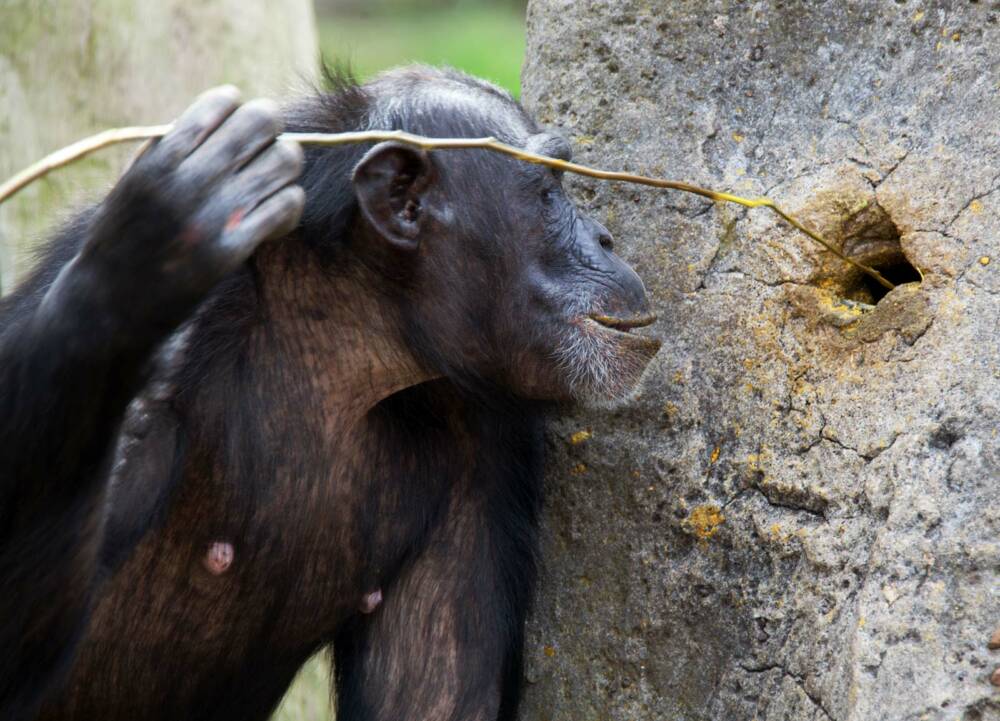 Шимпанзе добывает термитов
