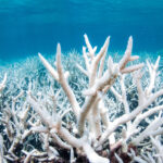 Модифицированные микроводоросли помогут защитить кораллы от массового обесцвечивания из-за изменений климата