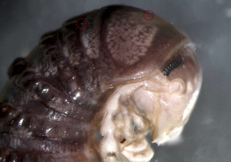 Cнимок Дерека Хеннена, показывающий многоножку рода Cambala. Паразитические грибки отмечены красными кругами