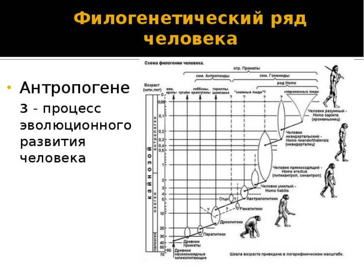 Схема эволюции гоминид