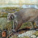 Гигантский родственник вомбата бродил по Австралии 25 миллионов лет назад