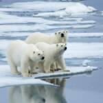 Экологи оценили скорость смещения ареалов животных к полюсам из-за глобального потепления