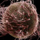 Яйцеклетка самостоятельно выбирает сперматозоиды при помощи химических сигналов