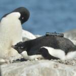 Пингвины Адели выиграли от дефицита льда