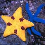 В ДВФУ выделили новые противоопухолевые вещества из морской звезды