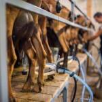 Ученые создали генномодифицированных коз, чье молоко содержит лекарство от рака