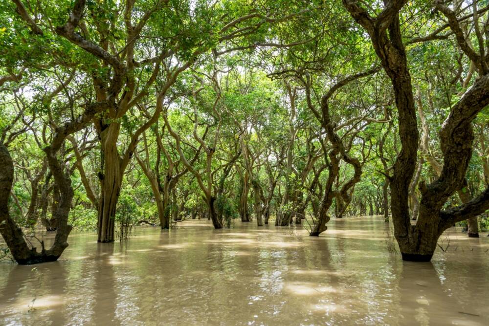 Рост уровня океана грозит полностью уничтожить мангровые леса в XXI веке