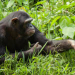 Ученые опровергли связь седины с возрастом у шимпанзе