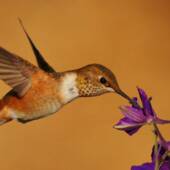 Охристый колибри / © Greatblue1