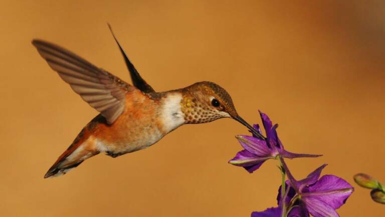 Охристый колибри / © Greatblue1