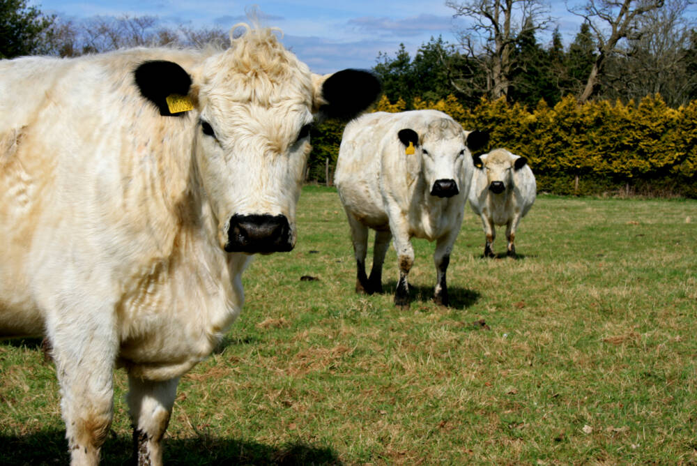 Ученые отметили, что коровы оставались необычайно спокойными во время землетрясений / © Reel Big Sish