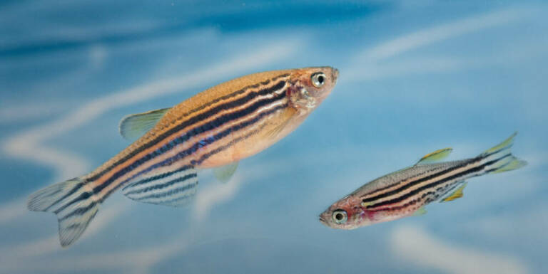 Рыбки данио-рерио / © animalsinscience.org