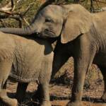 В Африке по неизвестной причине погибли сотни слонов