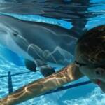 Роботы-дельфины могут заменить настоящих животных в тематических парках
