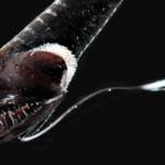 На большой глубине обнаружены рыбы с черной светопоглощающей кожей