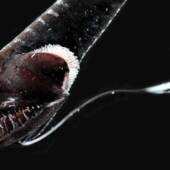 «Черный тихоокеанский дракон» (Idiacanthus antrostomus) — одна из самых черных рыб на Земле