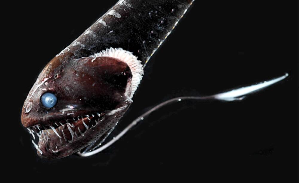 «Черный тихоокеанский дракон» (Idiacanthus antrostomus) — одна из самых черных рыб на Земле